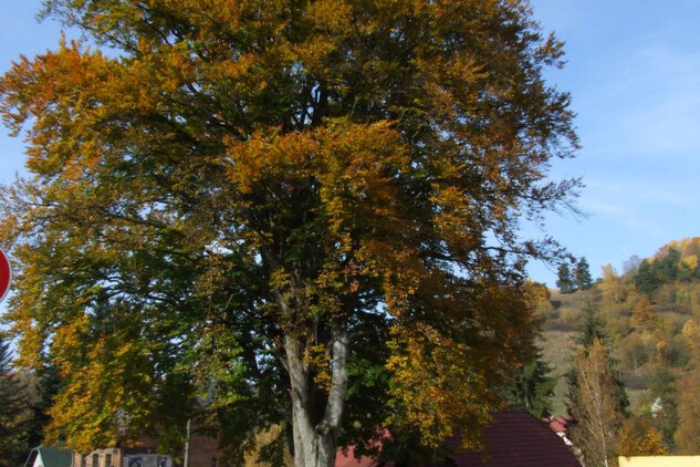 památný buk u Plzeňské silnice